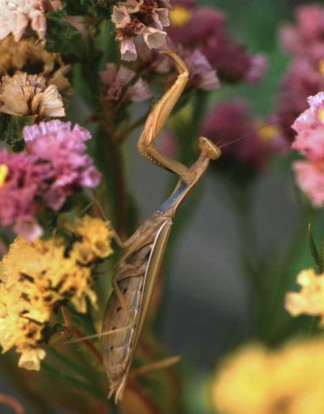 OR, Portland Praying mantis on statice plant